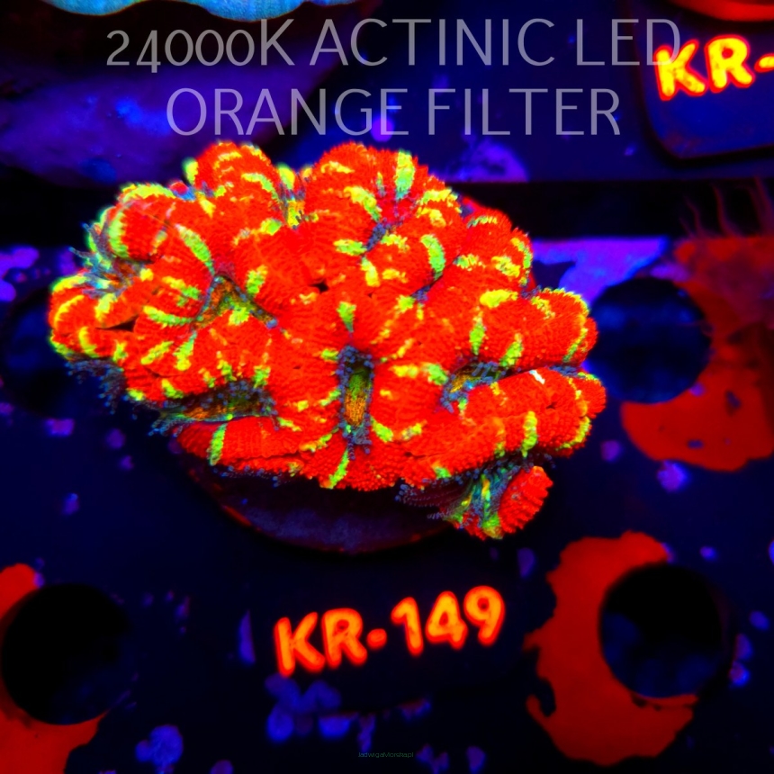 Acanthastrea lordhowensis CHRISTMAS ACAN (20.04.2026) KR-149  7cm