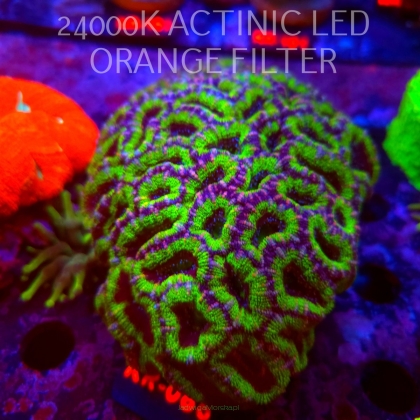 Acanthastrea lordhowensis WWC CITRUS NOVA (02.10.2026) KR-066  14x10cm