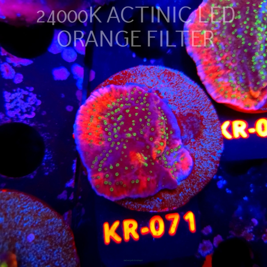 Montipora JASON FOX PHOENIX EVOLUTION (20.04.2026) KR-071  4cm