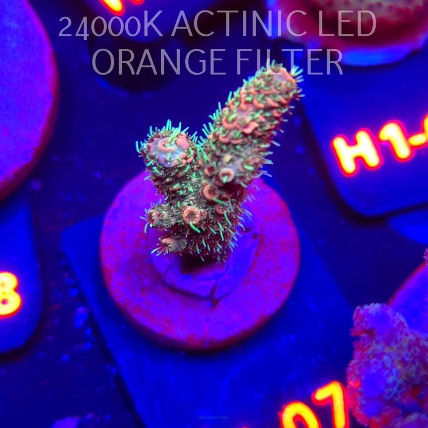 Acropora sp. JMC SPECIAL (02.02.2026) H1-078  4cm