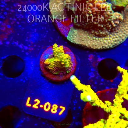 Acropora GOLD FEVER (19.03.2026) L2-087  2cm