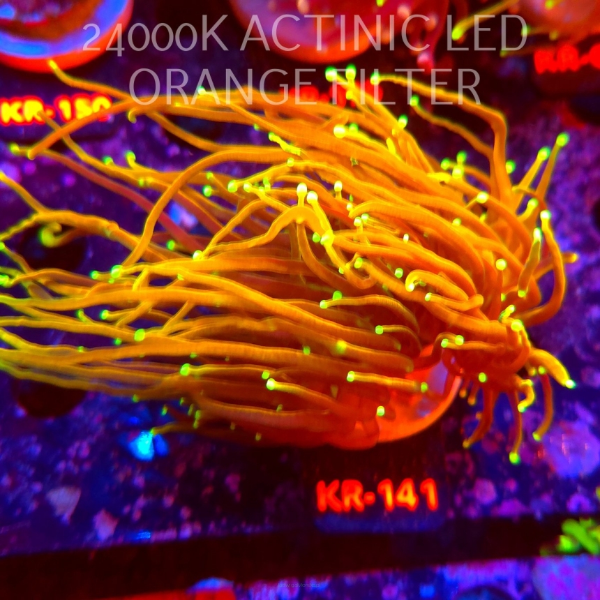  Euphyllia glabrescens HELLFIRE (20.07.2026) KR-141  2 HEADS