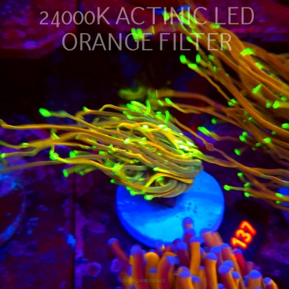 Euphyllia glabrescens HELLFIRE (01.09.2026) KR-137