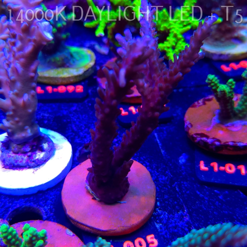 Acropora sp. AUSTRALIA (11.10.2025) L1-096  9cm