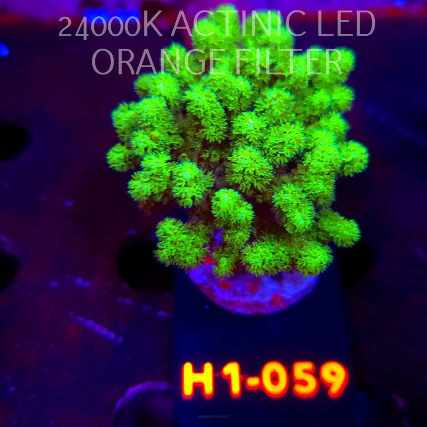 Pocillopora damicornis NEON GREEN (24.05.2026) H1-059  6cm
