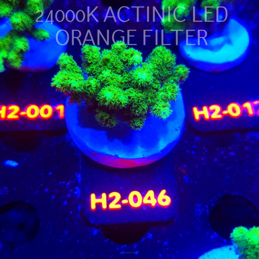 Pocillopora damicornis NEON GREEN (01.12.2025) H2-046  5cm