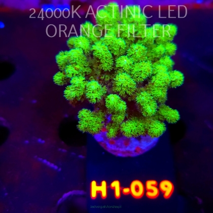 Pocillopora damicornis NEON GREEN (24.05.2026) H1-059  6cm