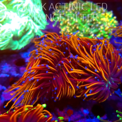 Euphyllia glabrescens Aussie GOLD 24K TORCH (02.10.2026)  XL 7H