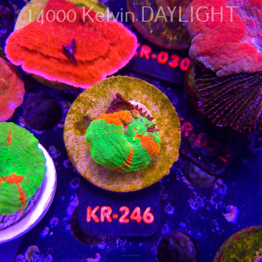 Scolymia Australis BLEEDING APPLE (19.09.2026) KR-246  3cm