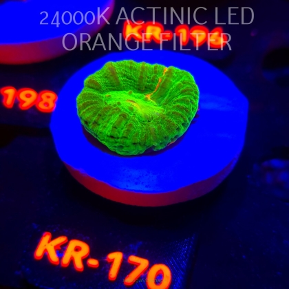 Scolymia Australis BLEEDING APPLE (17.01.2026) KR-170  3cm