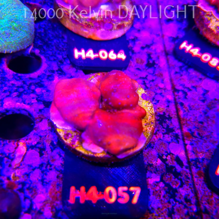 Blue Ridge Coral - Heliopora coerulea - Blue Fire Coral (01.06.2026) H4-057  5cm
