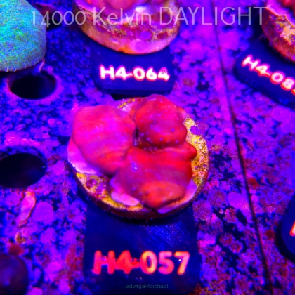 Blue Ridge Coral - Heliopora coerulea - Blue Fire Coral (01.06.2026) H4-057  5cm