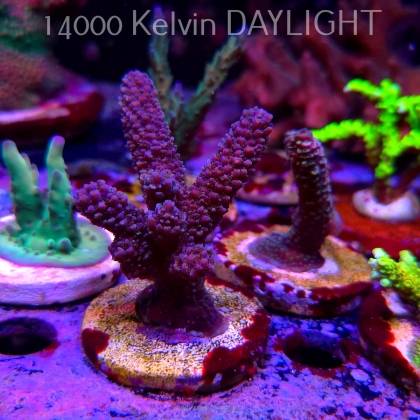 Acropora sp. AUSTRALIA (24.05.2025) L2-III-29  8cm