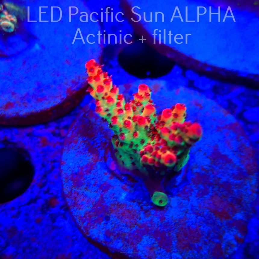 Acropora FOREST FIRE (19.01.2025) L2-III-13  5cm