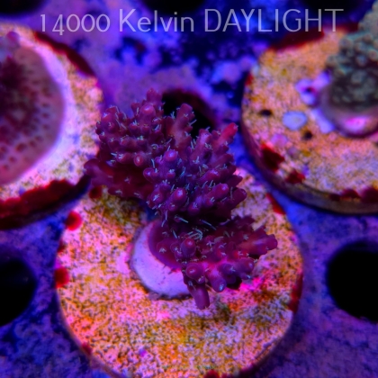 Acropora microclados CHEMICAL ROMANCE (24.05.2025) L2-III-13  4cm