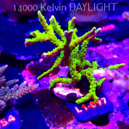 Anacropora WWC SLIMEBALL (14.03.2026) L1-097  10cm