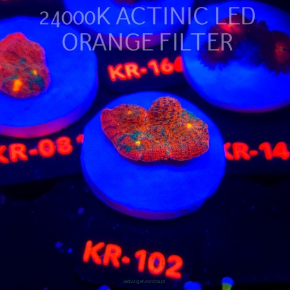  Echinophyllia COPPER CANYON (22.01.2026) KR-102  3cm