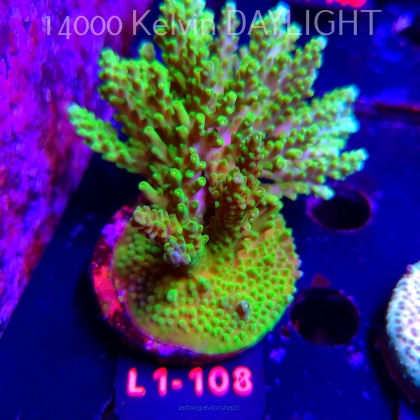 Acropora YELLOW PRINCESS (02.08.2026) L1-108  7cm