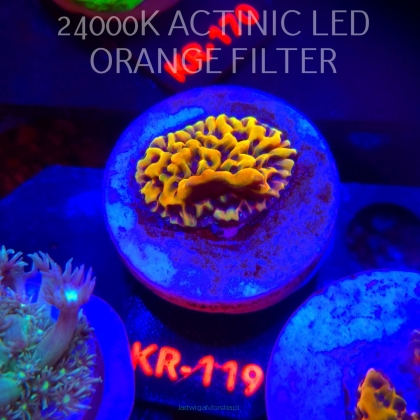 Montipora danae ULTRA (01.02.2026) KR-119  3cm