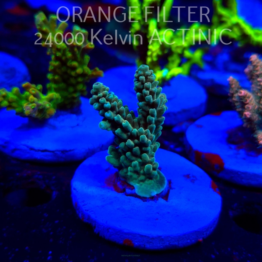 Acropora TG PINK FLOYD ACRO (20.03.2025) L1-III-21  5cm