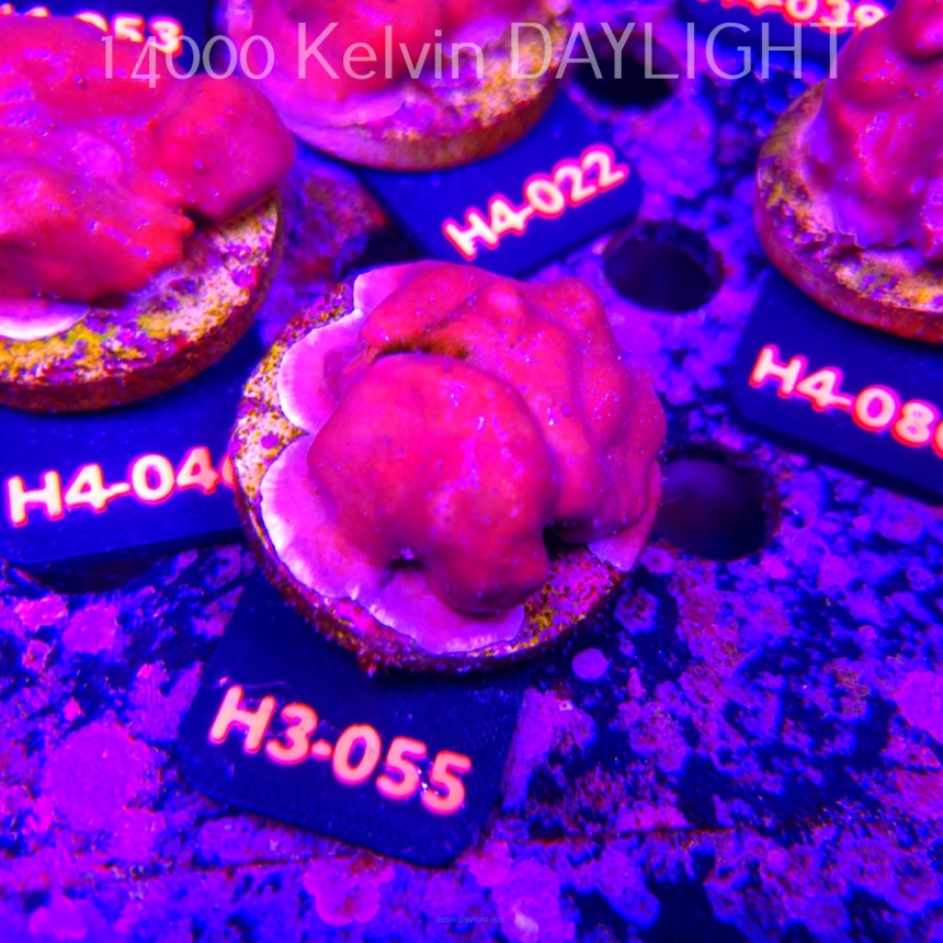Blue Ridge Coral - Heliopora coerulea - Blue Fire Coral (01.06.2026) H4-055  5cm