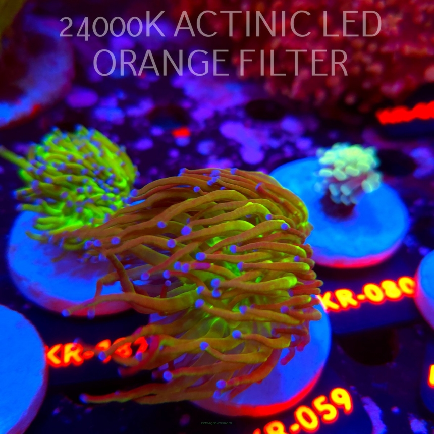 Euphyllia glabrescens TG TOXIC JOKER TORCH (01.07.2026) KR-059