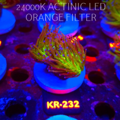 Euphyllia glabrescens TG TOXIC JOKER TORCH (01.09.2026) KR-232