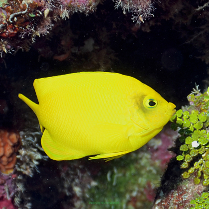 Centropyge heraldi (Yellow & Black Heraldi Angelfish) 4cm
