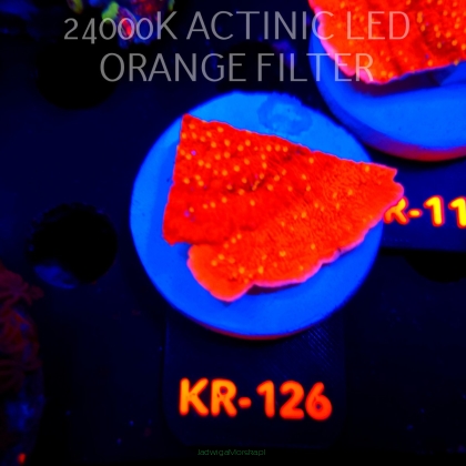 Montipora JASON FOX SUNBURST (20.04.2026) KR-126  5cm