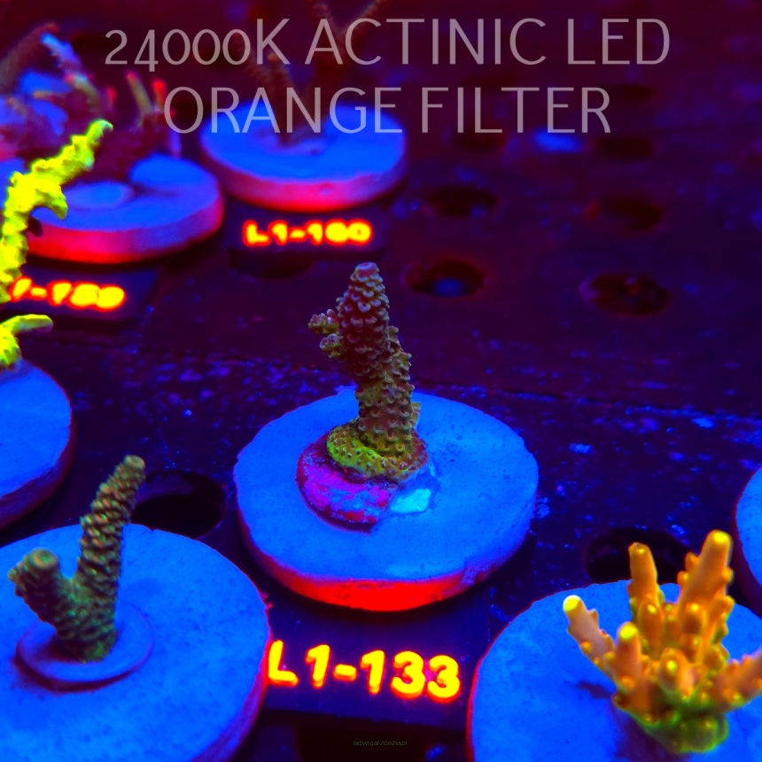 Acropora spathulata (03.08.2026) L1-133  5cm