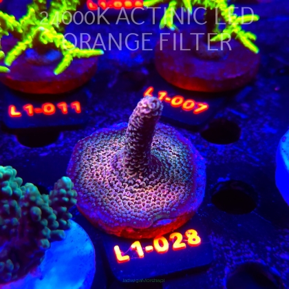 Acropora spathulata PINK PASSION (11.10.2025) L1-028  5cm