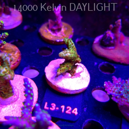 Acropora sp. PREMIUM AUSTRALIA (11.09.2026) L3-124  5cm