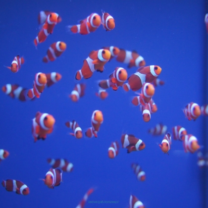 Amphiprion ocellaris 2 cm TANK BRED