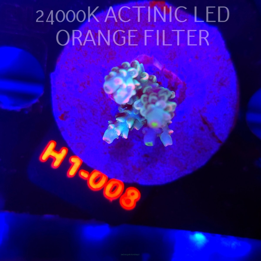 Acropora BIFARIA WD (04.02.2026) H1-008  5cm