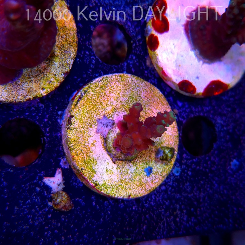 Acropora sp. AUSTRALIA (19.06.2025) L3-I-39  2cm