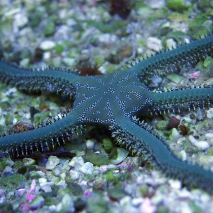 Wężowidło Ophiothrix