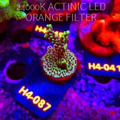 Montipora peltiformis (01.06.2026) H4-087  5cm