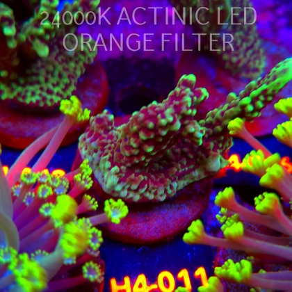 Montipora peltiformis (21.06.2026) H4-011  7cm