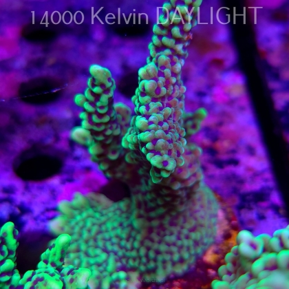 Montipora peltiformis (18.05.2025)  9cm