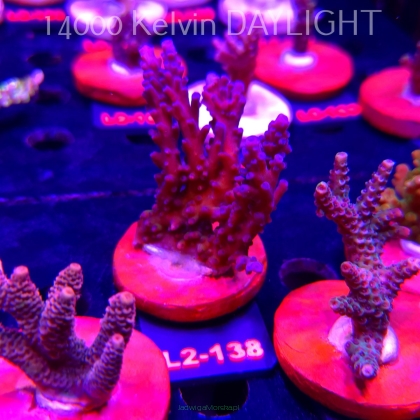 Acropora verweyi (14.08.2026) L2-138  8cm