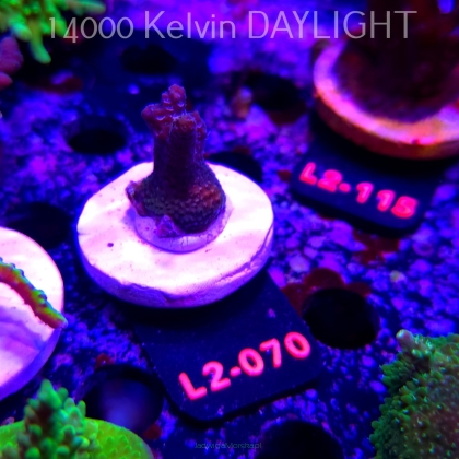 Acropora sp. AUSTRALIA (18.03.2026) L2-070  3cm