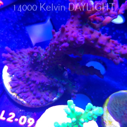 Acropora sp. AUSTRALIA (14.11.2025) L2-095  12cm