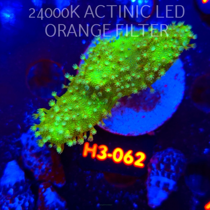 Lobophytum EMERALD WAVE (01.06.2026) H3-062  6cm