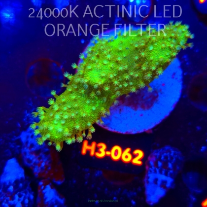 Lobophytum EMERALD WAVE (01.06.2026) H3-062  6cm