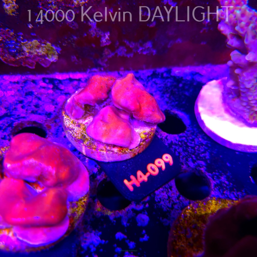 Blue Ridge Coral - Heliopora coerulea - Blue Fire Coral (01.06.2026) H4-099  5cm