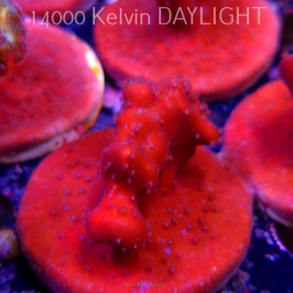 Blue Ridge Coral - Heliopora coerulea - Blue Fire Coral (06.05.2025)  5cm