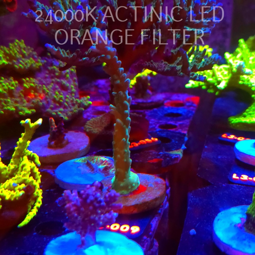 Acropora sp. AUSTRALIA (08.05.2026) L3-009  11cm