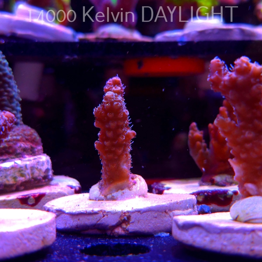 Acropora millepora PINK AUSTRALIA (20.03.2025) L1-I-24  4cm