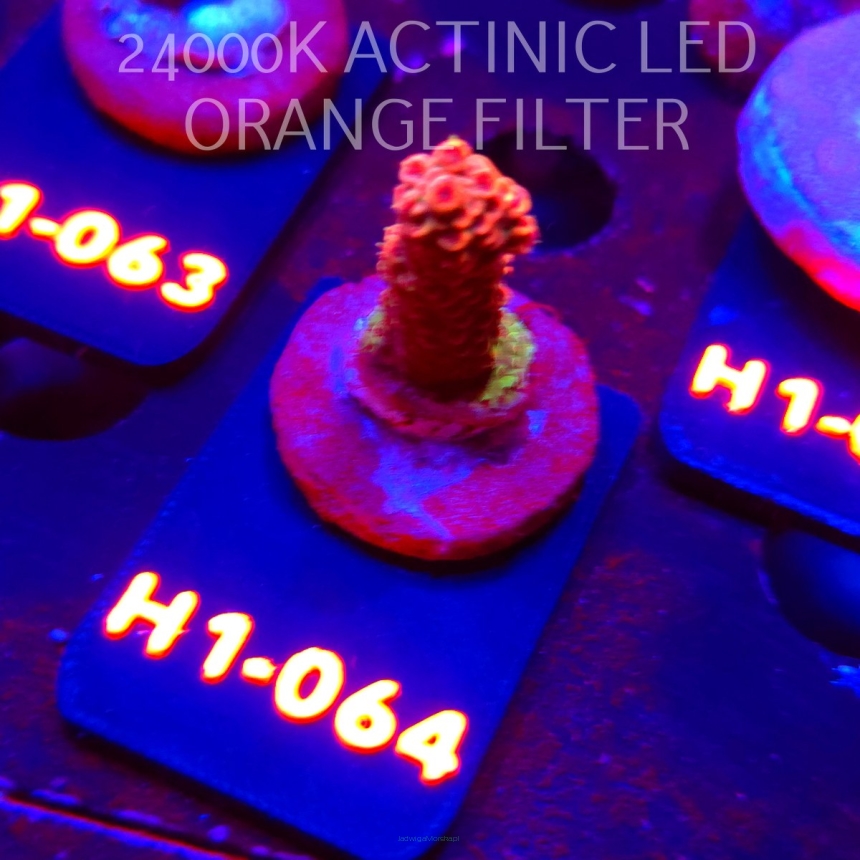 Acropora sp. PREMIUM (24.05.2026) H1-064  3cm