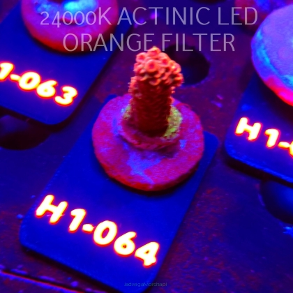 Acropora sp. PREMIUM (24.05.2026) H1-064  3cm